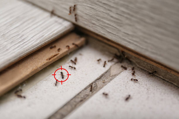 Best Affordable Pest Control Services  in Ttapoisett Center, MA