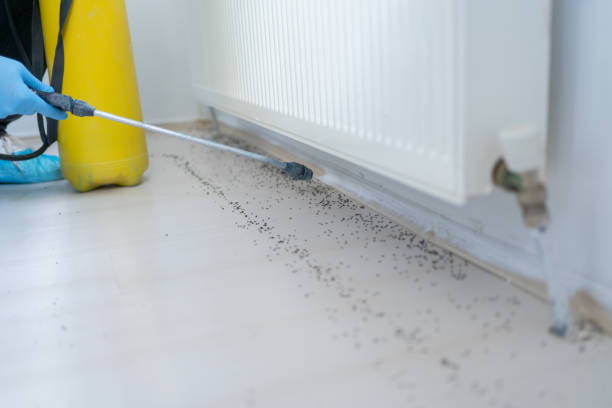 Best Spider Control Near Me  in Ttapoisett Center, MA